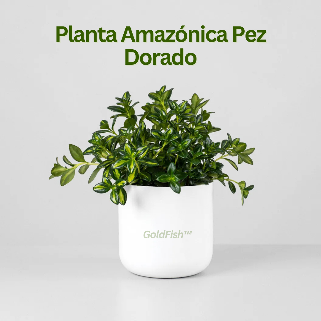 GoldFish: Planta Amazónica Pez Dorado
