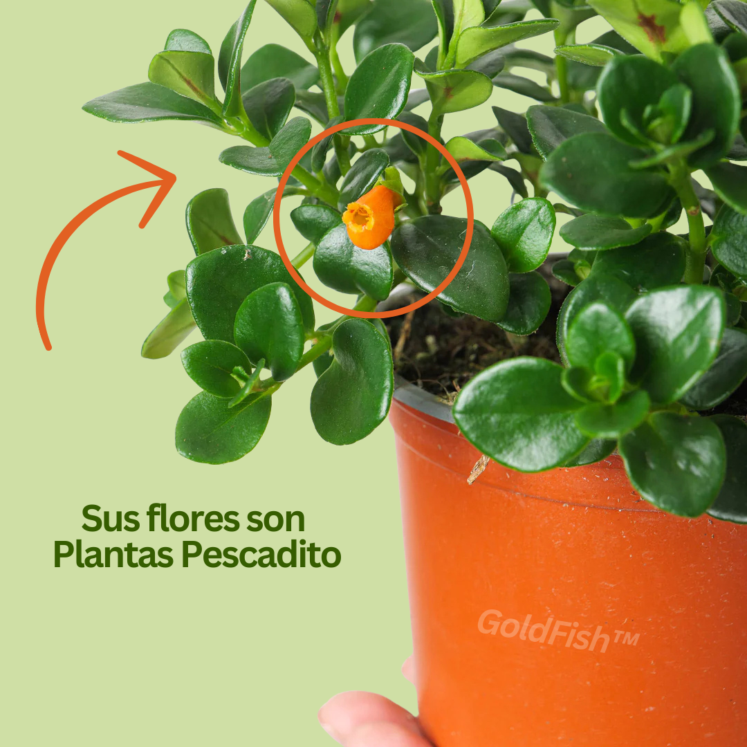 GoldFish: Planta Amazónica Pez Dorado