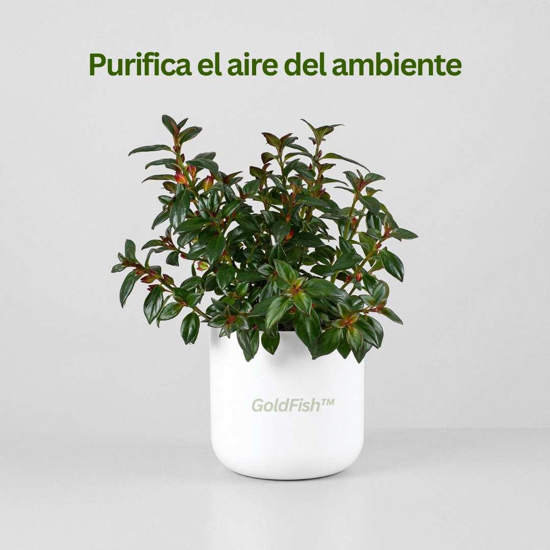 GoldFish: Planta Amazónica Pez Dorado