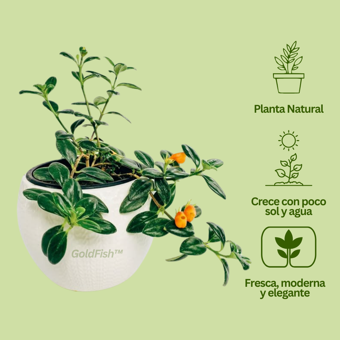 GoldFish: Planta Amazónica Pez Dorado