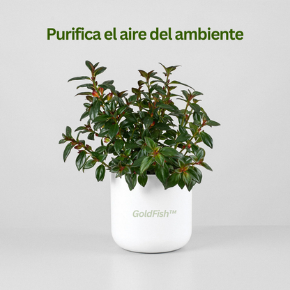 GoldFish: Planta Amazónica Pez Dorado